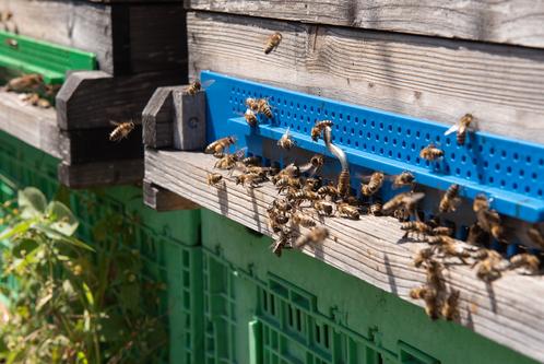 City Bees - Meidling, Vienna
